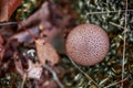 Closeup shot of a small cute wild mushroom in the forest Royalty Free Stock Photo