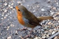 Closeup shot of a small European robin bird Royalty Free Stock Photo