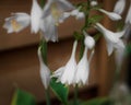 Closeup shot of small Fragrant plantain lily flower with blur background