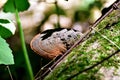 Closeup shot of a small fungus growing in a tree bark covered with green moss with a blur background Royalty Free Stock Photo