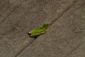Closeup shot of a small green frog on the ground Royalty Free Stock Photo