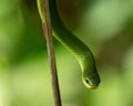 Closeup shot of a small green snake Royalty Free Stock Photo