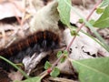 Closeup shot of a small, hairy caterpillar crawling on the ground on dried leaves Royalty Free Stock Photo