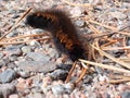Closeup shot of a small, hairy caterpillar crawling on the ground on tiny rocks Royalty Free Stock Photo