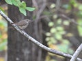 Closeup shot of the small Hermit Thrush perched on the tree branches Royalty Free Stock Photo