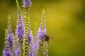 Closeup shot of a small honeybee near spiked speedwell