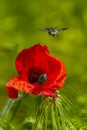 A small insect flying over a poppy flower