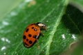 Closeup shot of a small ladybird hanging on to the surface of a leaf Royalty Free Stock Photo