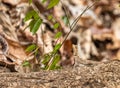 Closeup shot of a small lizard crawling on a tree Royalty Free Stock Photo