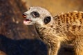 Closeup shot of a small meerkat with its mouth open.