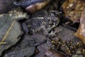 Closeup shot of a small natterjack toad Royalty Free Stock Photo