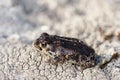 Closeup shot of a small natterjack toad Royalty Free Stock Photo