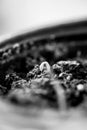 Tiny green sprout in soil black and white Royalty Free Stock Photo