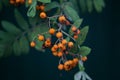 Closeup shot of small orange cherries on a tree surrounded by green leaves Royalty Free Stock Photo