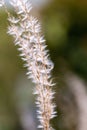 Closeup shot of a small patch of white grass in front of a soft, blurred green background. Royalty Free Stock Photo