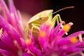 Closeup shot of a small pentatomoidea on the pink flower Royalty Free Stock Photo