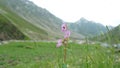 Closeup shot of a small pink mountain flower and a bee on it. Royalty Free Stock Photo