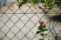 Closeup shot of a small red flower on a grid fence Royalty Free Stock Photo