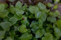 Closeup shot of a small red ladybird perched on a vivid green leaf of a plant Royalty Free Stock Photo