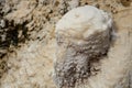 Closeup shot of a small rock formation covered in mud with a blurry background Royalty Free Stock Photo