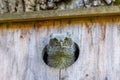 Closeup shot of a small screech owl looking out of the nest box Royalty Free Stock Photo