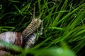 Closeup shot of a small snail surrounded by green grass in a garden in daylight Royalty Free Stock Photo