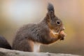 Closeup shot of a small squirrel.