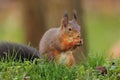 Closeup shot of the small squirrel eating nuts on the green grass