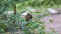 Closeup shot of a small squirrel on a tree branch in Canada