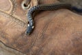 Closeup shot of a small thin snake slithering over an old hiking shoe