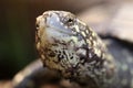 Closeup shot of small turtle in sunlight