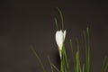 closeup shot of a small white colored flower