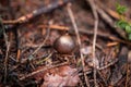 Closeup shot of small wild brown mushroom growing in a forest Royalty Free Stock Photo