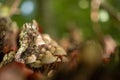 Closeup shot of small wild mushrooms growing in a forest Royalty Free Stock Photo