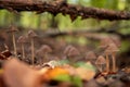 Closeup shot of small wild mushrooms growing in a forest Royalty Free Stock Photo