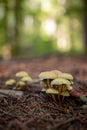 Closeup shot of small wild mushrooms growing in a forest Royalty Free Stock Photo