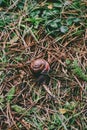 Closeup shot of a snail with brown shell on a forest floor covered with pineneedles Royalty Free Stock Photo