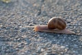 A closeup shot of a snail crawling on tarmak Royalty Free Stock Photo