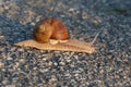 A closeup shot of a snail crawling on tarmak Royalty Free Stock Photo