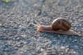 A closeup shot of a snail crawling on tarmak Royalty Free Stock Photo