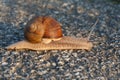 A closeup shot of a snail crawling on tarmak Royalty Free Stock Photo