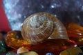 Closeup shot of a snail on a crystal-like stones