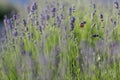 Closeup shot of a snail on a purple lavender flower on a blurred background Royalty Free Stock Photo