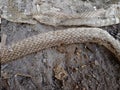 closeup shot of snakes skin