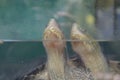 closeup shot of a snapping turtle with open eyes Royalty Free Stock Photo