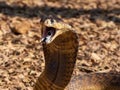 Closeup shot of a Snouted Cobra, a dangerously venomous species of snake from South Africa.