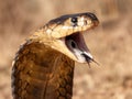 Closeup shot of a Snouted Cobra, a dangerously venomous species of snake from South Africa.