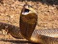 Closeup shot of a Snouted Cobra, a dangerously venomous species of snake from South Africa.