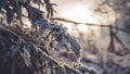 Closeup shot of snow-covered dried fern leaves in winter. Royalty Free Stock Photo