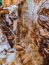 Closeup shot of a snow-covered pile of firewood Royalty Free Stock Photo